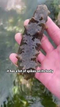 Stranded Dolphin! Wild Beach Foraging Turns Into Crazy Ocean Discovery 🐬🌊