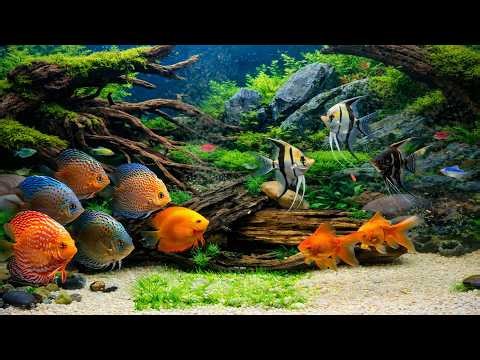 🔴 LIVE Relaxing Aquarium 🐠 4K Ambience | Water Sounds, Sleep, ASMR