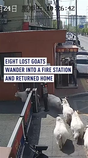 Eight lost goats wander into a fire station and returned home