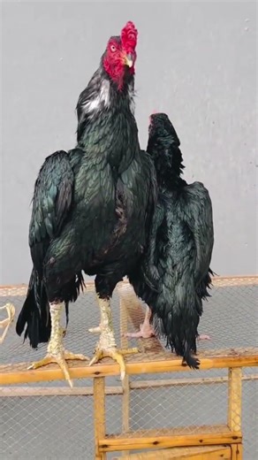 How to Train an Aseel Rooster for Maximum Power and Stamina#aseel #rooster #murga #aseelmurga#viral