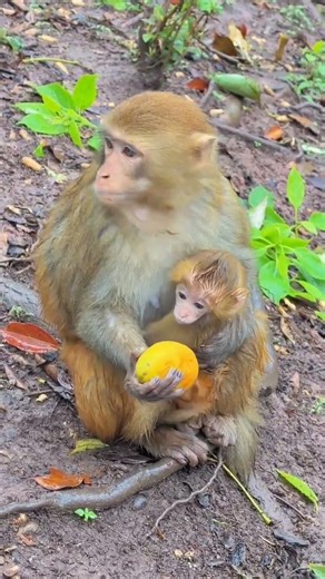 This Monkey Passed The Test | Bro’s Getting Smarter Than Us