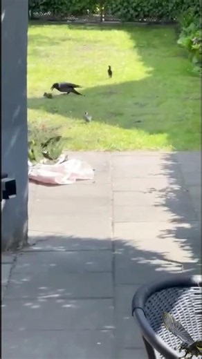 crow attack birds