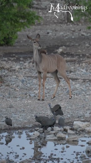 Kudu in the Etosha National Park, Namibia.