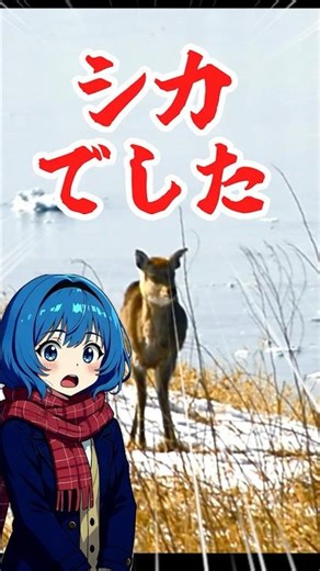 【北海道】野生の鹿｜北海道ドライブ紀行【ゆっくり解説】