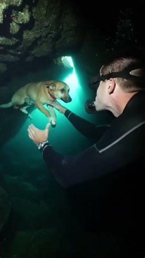 “Under the Stone” Crazy dog rescue!! #animalrescue #viral #emotional #dog