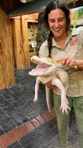 Albino alligator closes his eyes during a full body scrub