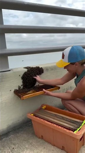 Girl Saved Honeybees