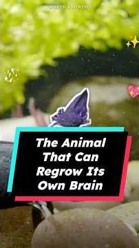 The Animal That Can Regrow Its Own Brain (Axolotl Facts)