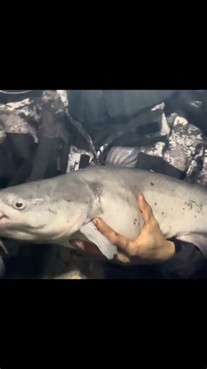 First catfish of the night. The Abandoned Grain Elevator #fish #fishing #outdoors #adventure #viral