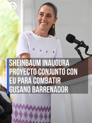 ¡Cooperación que da resultados! 🇲🇽 Sheinbaum destaca la construcción de una planta para producir moscas estériles y combatir el gusano barrenador que afecta al ganado. 🐄 #Noticias #TikTokInforma #GF #Sheinbaum #Política