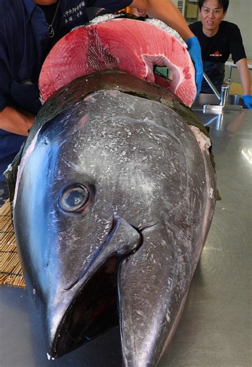 Giant Tuna Sushi Rolls: A Food Experience