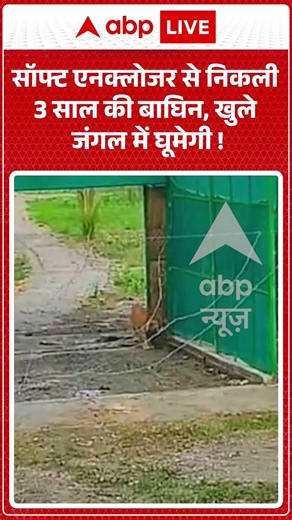 West Begal Tigeress Video : सॉफ्ट एनक्लोजर से निकली 3 साल की बाघिन, खुले जंगल में घूमेगी ! #wildlife