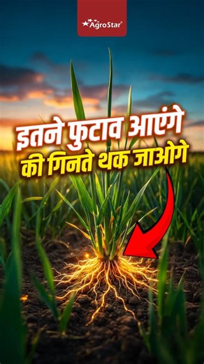 गेहूं में फुटाव कम है ये खाद तुरंत डालिए! | Wheat Tillering Solution | Low Tillers Fix | #shorts