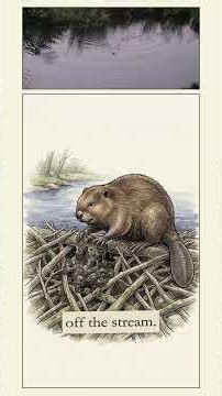 How Beavers Engineer Entire Wetlands With Mud, Wood & Tail Slaps! 🦫🌊 #Shorts