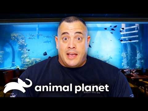The BIGGEST Aquariums 🐠 Tanked | Animal Planet