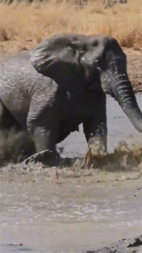 Angry Elephant Charges Hippo! #youtubeshorts #animalfacts #amazinganimals #elephant