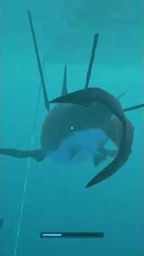 First time seeing a great white shark in stranded deep