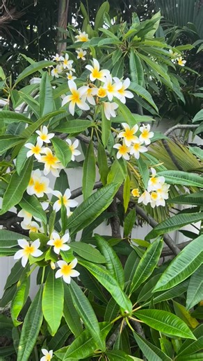 Did you know? Aloha doesn’t just mean hello or goodbye it means love, kindness, respect, and caring for each other and the land. That’s why in Hawaiian culture, the ocean is treated like a family member, mountains are respected like elders, and children are taught from a young age to take care of nature because nature takes care of us. Many families on Oʻahu grow up learning to surf, hula, and share food together as ways to stay connected — not just for fun, but to honor the island and one anoth