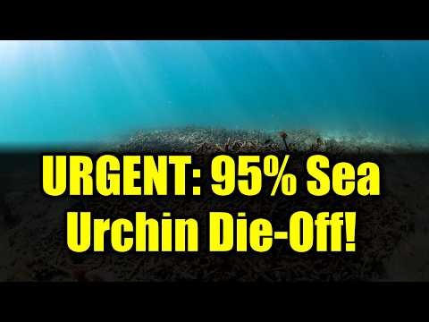 Why Are Long-Spined Sea Urchins Disappearing? | Coral Reef Crisis 2023