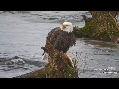 Katmai Bears 10-24-26. Bald Eagle Swims with his/her Fish, Eats on Stump in River. explore.org