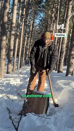 It's So Cold The Trees Have Started Exploding 😳