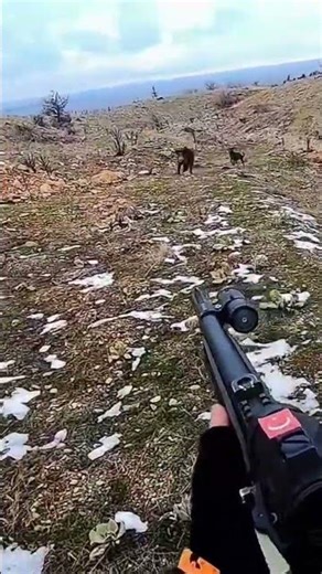 3 Seconds Later… Hog Down #hogs #hunting #hoghunting #huntinggear #outdoorgear