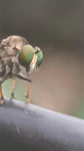 This Killer Fly Attacks in 0.1 Seconds ⚡||robber fly ||entomology