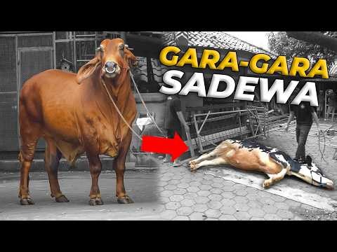 SEHARIAN NGAJARIN SAPI JUMBO SADEWA BUAT KAW1N! SUSAAHH BANGET!!