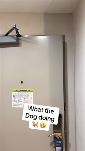$LOUISIANA MICHAEL MYERS$ @mknight2011 @Carnell Nichols where these dogs keep coming from🤣 #texas #michaelmyers #wipemedown #foryoupage #fyp