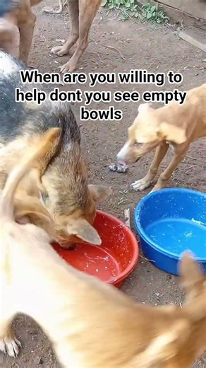 just one kind person who can stay and save us with monthly dog food so that we can stop begging