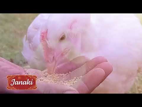 Thanks to PETA Supporters Like You, These Animals Are Safe Today