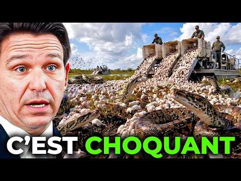 Ils larguent des millions de souris dans les Everglades — et c’est pour les pythons