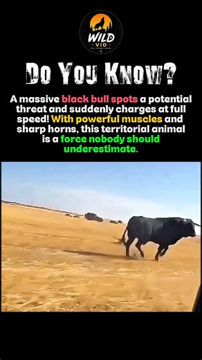 Black bull charges with terrifying power. #shorts #animals
