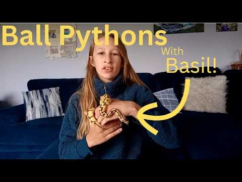 Ball Pythons! Learn about Ball Pythons with Small Scales and Basil