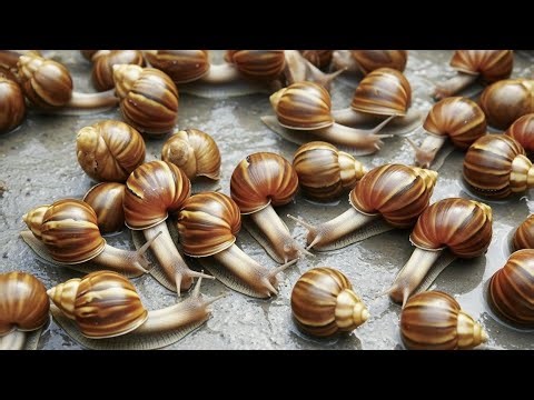 We Found the World's Rarest Snail