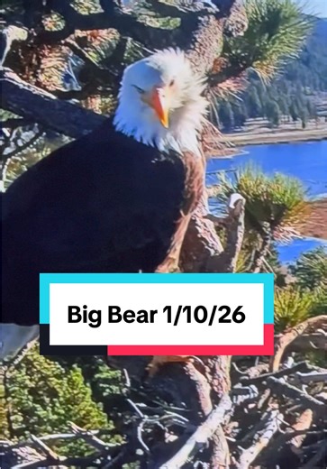 Big Bear Morning Eagle Update - January 10, 2026