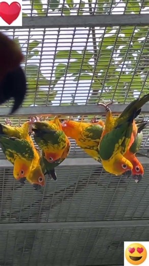 Ringneck and Conur breeding#mucaw#cockatoo#lorry#african grey#electus#ringneck#yellow ringneck#raw#e