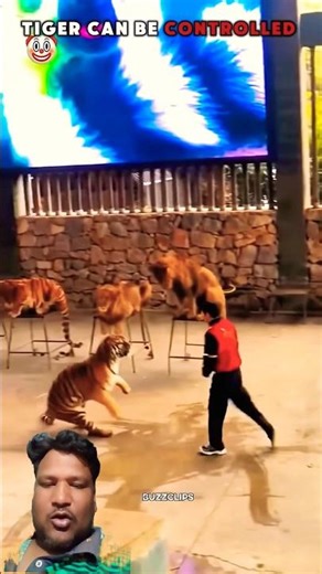 When the Tiger Stops, The Lion Attacks☠️#shortsviral#shorts#Lion#Tiger