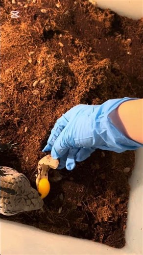 feed blue tongue skink some cracked Mississippi map turtle egg