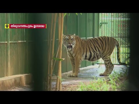 പാമ്പിന് എ സി, ഹിമാലയൻ കരടിക്കു തണുപ്പിച്ച് പഴങ്ങൾ...Thiruvananthapuram മൃഗശാലയിലെ കൗതുകങ്ങൾ
