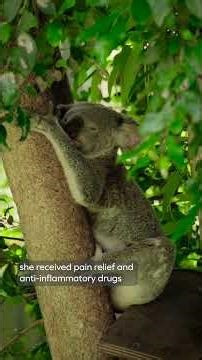 Flower the koala, learning to live with one eye 🐨
