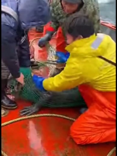 Deep Sea Mermaid Sighting: Fisherman Encounters Strange Sea Creature