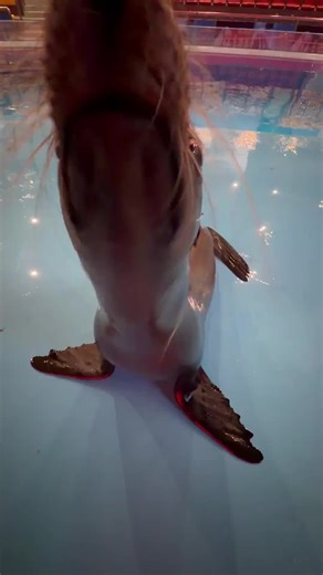 #viral #seal #fyp #sealion | sea lions