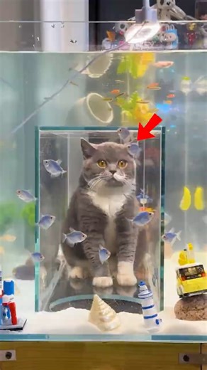 This Cat Lives Happily Inside an Aquarium 🐱🐠