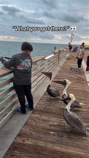 Fish Tax Collectors: Pelican Humor