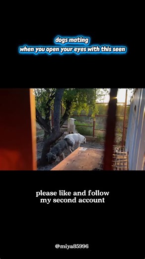 The Real Dog Breeding | How Puppies Are Born #DogBreeding #PuppyLife #DogsOfAmerica #PetEducation #DogLoversUSA #AnimalFacts #PuppyLove @TikTok #VeterinaryLife #PetCareTips #DogWorld