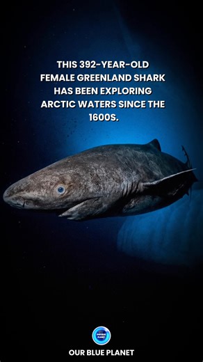 Researchers in the Arctic have identified a Greenland shark estimated to be about 392 years old, making it one of the oldest living vertebrates ever documented. Greenland sharks grow at an exceptionally slow rate, increasing in length by roughly one centimeter per year, a factor believed to contribute to their extraordinary lifespan. Based on radiocarbon dating of eye tissue, this particular female is thought to have been born in the early 1600s—centuries before most major events of modern histo
