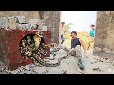 Brave Hunters Capture Giant Python