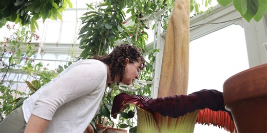 Mount Holyoke’s corpse flower blooms again, drawing crowds to its ‘rotting flesh’ stench