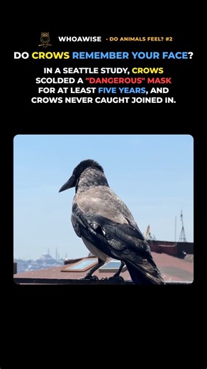 Do Crows Remember Your Face? What Studies Found